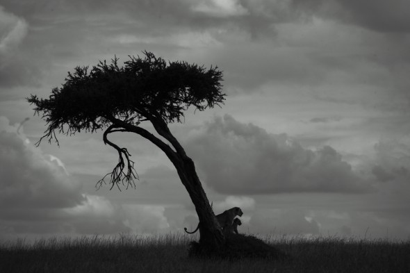 Rhino ridge favourite tree, Masai Mara Kenya