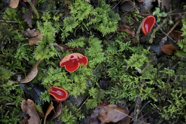 Sarcoscypha Austriaca, Scarlet Elf cup fungi