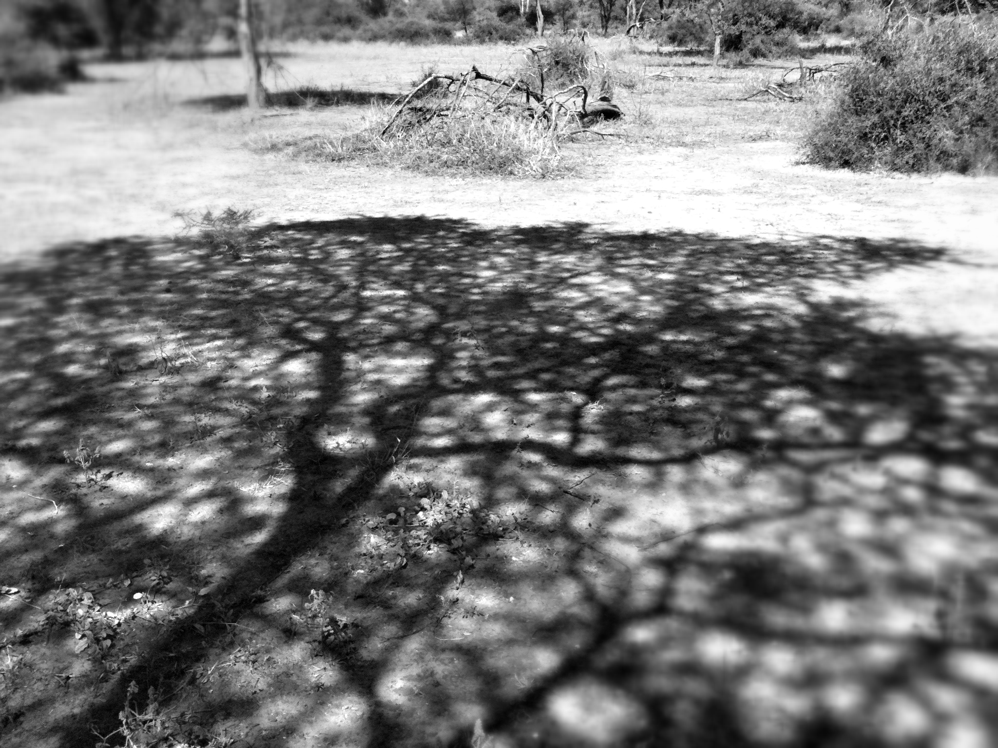 Acacia tortillis shadow