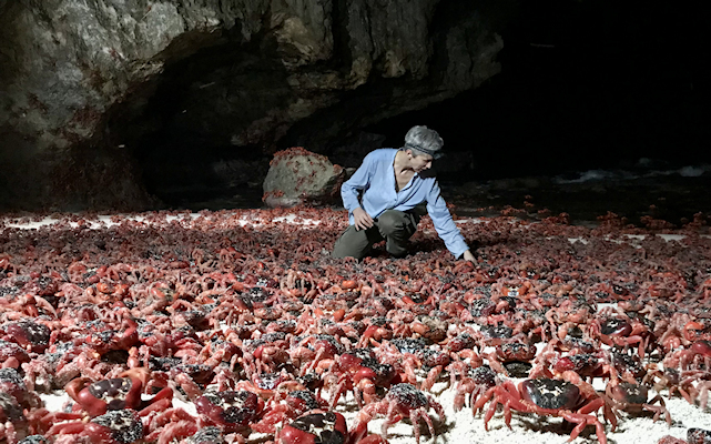 Sophie In Many Crabs